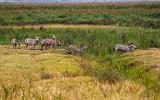 TANZANIA - Ngorongoro Crater - 14